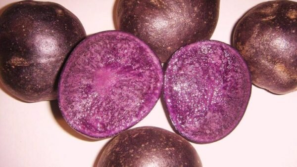 s-l1600-243-1-600x338-1